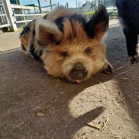 Ferienwohnung Hannekenbuurs Kleine Kune Kune Farm Weeze Exterior foto