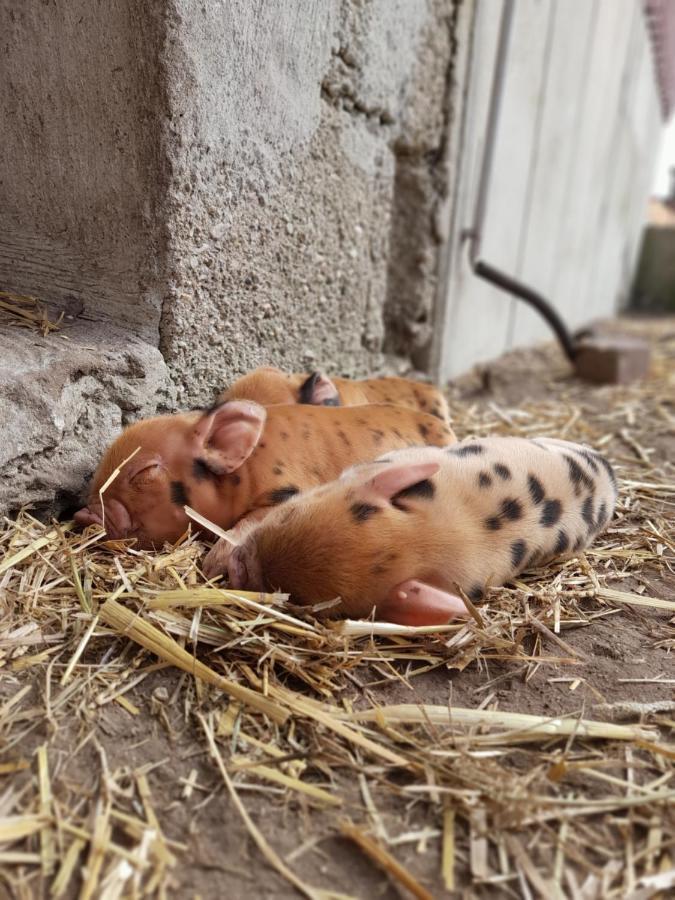 Ferienwohnung Hannekenbuurs Kleine Kune Kune Farm Weeze Exterior foto